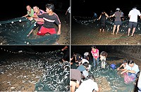 橋仔村今年第一場牽罟萬斤漁獲入網,村民、觀光客忙著撿免費的魚。(圖/文:陳鵬雄)