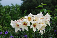 　梅石一戶人家種植的馬祖野百合，一株開上近20朵花，讓周邊鄰居都嘖嘖稱奇，也證實原生種的生命力驚人。（圖／文：劉秋月）