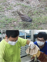 縣府建設局昨成功放生一隻夜鷺亞成鳥,為地區的生態救援再添成功紀錄。(圖:縣府建設局提供)