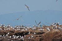 　全村一起來熱鬧！（圖與文：張登傑、陳樂團）