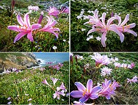 東引石蒜(紅藍石蒜)的獨特與艷麗,堪稱是東引夏季的賞花高潮。(圖/文:陳其敏)