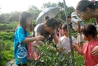親子採茶趣。(圖與文:邱竟瑋)