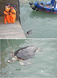 白沙港區發現一隻重達百公斤的死亡烏龜。(圖/文:陳鵬雄)