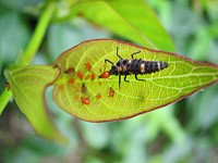 瓢蟲是生物防治常運用的益蟲之一,可抑制蚜蟲侵襲。(圖:縣府建設局提供)