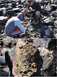 　縣府委託國立海洋生物博物館專家前進東莒研究，以科學的方式規劃花蛤復育。（圖：邱郁文博士提供）