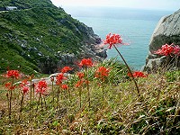 　我最紅。（圖與文：陳其敏）