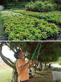 　2012年連江縣運動會將於本月16日舉行，縣府建設局展開專案綠美化，並將種植皇帝菊等3萬株花卉。（圖／文：邱竟瑋）