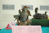 馬祖野鳥標本展-灰胸秧雞。(圖/文:邱竟瑋)
