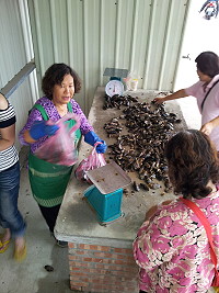 淡菜節之後,馬祖淡菜走紅,市場在秋節前銷售更好。(圖:本報編輯部)