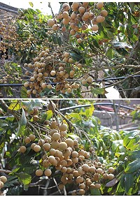 串串珠圓　圖與文：林冰芳