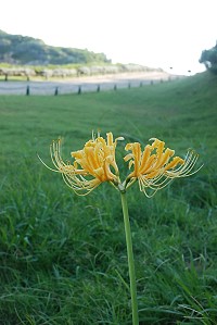 金花石蒜,馬祖迎賓。(圖/文:邱竟瑋)