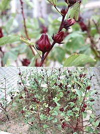 東莒洛神花進入採收期,需要經過幾道純手工工序才能製作出再製品蜜餞、果醬。(圖/文:林冰芳)