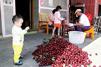 東莒洛神花採收切取出果實醃漬做成蜜餞,及製作洛神花茶。(圖:曹以鋒)