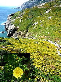 北風送爽的金秋時節,細葉假黃鵪菜綴滿整片向海坡地。(圖/文:陳其敏)