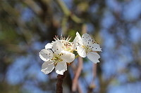 　萬綠叢中一點白。（圖／文：林冰芳）