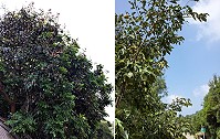 　馬祖龍眼味道甘甜，種植的家戶都分送親友；南竿中興嶺公車站對面4株枝幹高的地方仍可見將熟的柿子果實。（圖：本報編輯部）