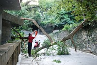 　聯勤庫房旁的一棵大樹昨天下午突然倒下，橫跨環山路讓交通中斷，而發現的阿兵哥主動報案，警消也很快出動解除路障，眾人堅持崗位的付出相當值得肯定。（圖／文：劉秋月）