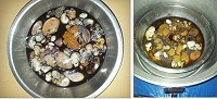 章魚頭剖開挖取生鮮腦臟,清蒸後像蟹黃一樣濃郁鹹香。(圖:東莒社協鄭劍彬提供)