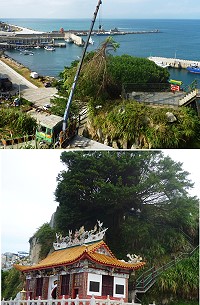 　東引「白馬尊王廟」後方大榕樹進行瘦身，避免樹大招風而發生傾倒。（圖／文：陳其敏）
