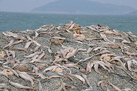 　「那個魚」在海邊的岩石上利用海風晒成干，直接蒸食別有風味。（圖／文：陳鵬雄） 