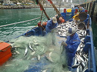 　烏魚群游經東引，一漁船幸運捕獲1700餘尾。（圖／文：陳其敏）