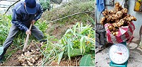 馬祖種薑大成功!清水村民昨天收成的老薑,一株收成就高達15斤半,而廢物利用的種植法,安全又無毒,值得其他農民仿傚。(圖/文:劉秋月)