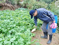 　南竿新栽種日本品種蘿蔔生長情況相當好，長度已達30公分，今年可望大豐收，但農民擔心的是銷售管道在哪裡。（圖／文：劉秋月）
