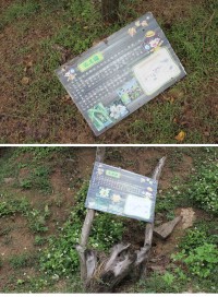 引領遊客了解魚路古道之美的導覽解說牌經過風吹日曬,早已或歪或倒甚至消失了,建議相關單位早日重新製作解說牌。(圖/文:林冰芳)