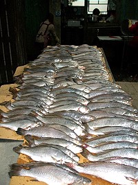 吃鮸魚、不厭膩 製作魚製加工品最佳魚肉。(圖:連江縣婦女會提供)