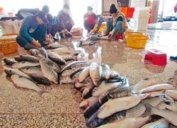 　魚販到北部收購大量烏魚，僱工忙於殺烏取卵。（圖：中國時報）