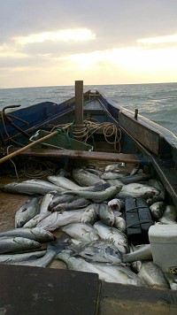 　鱸魚大靠岸，北竿釣友一個點拉50多尾。（圖：釣友提供）