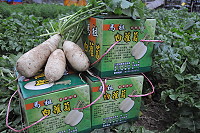 　北竿蘿蔔進入採收期，農會同步推出大蘿蔔禮盒，一箱只要200元。（圖／文：陳鵬雄）