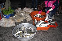 　大陸漁船公然在林坳嶼炸魚並迅速離去，本地漁民光是打撈水面上的魚兒就能有近百斤。（圖／文：林冰芳）