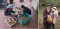 田澳社區發展協會首度種植地瓜,卻意外有了好收穫。(圖:田澳社協提供)