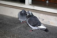 　迷途賽鴿。（圖／文：林冰芳）