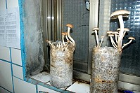 曾經於反孤困作戰和民間營利所種植的香菇,再度出現於馬祖家庭,不過這一次是民間自行團購的趣味栽培。(圖/文:邱竟瑋)