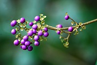 　纍纍成串。（圖／文：陳其敏）
