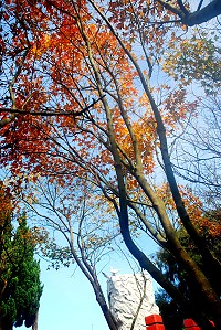 　楓葉紅。（圖與文：陳其敏）