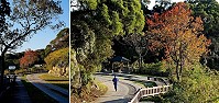 低溫洗禮　津板路嫣紅片片　圖：王建華提供