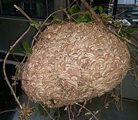 近年,馬祖四鄉五島都有虎頭蜂窩,西莒消防隊員說,很毒,鄉親要加以注意。(圖:西莒消防分隊提供)