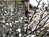 寒流來襲,梅園裡的梅花應時綻放,處處花蕊處處香,值得雅客前往一賞。(圖/文:曹重偉)