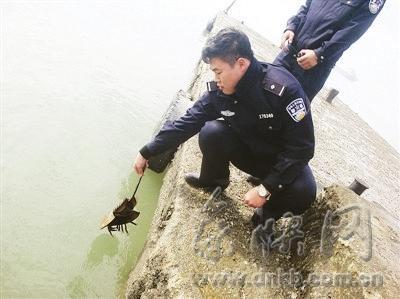 平潭冬季會發現鱟(ㄏㄡˋ)爬上沙灘,民警保育放生。(圖/東南快報)