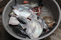 　年關將近上等魚貨售價看漲，比起台灣地區的魚鮮，馬祖的海鮮不僅便宜還是純天然。（圖／文：林冰芳）