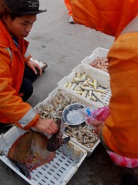 在東引吃蝦蛄,1斤是150元,還不能自己挑。(圖/文:陳其敏)