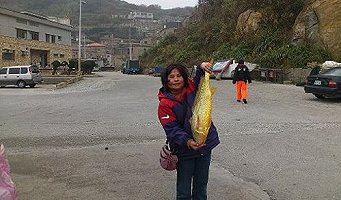 野生黃魚5斤以上,大陸搶鮮,價碼也從1斤3千元人民幣飆到5千元人民幣。(文:宋志富,圖:張貴純提供)
