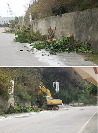 福澳運動場旁路邊停車場規劃工程啟動,縣府交通局昨展開行道樹的清理,有關榕樹的砍伐引起鄉親關切。(圖/文:邱竟瑋)