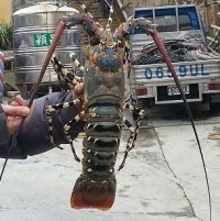 橋仔漁民曹子平本月8日在莒光水道捕獲一隻4斤半大龍蝦,近年該水道也偶見此怪物。(圖:摘自王健雄臉書)