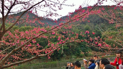 福州國家森林公園:春節1500株櫻花盛開,鳥藝劇場表演。(福州市旅遊局提供)