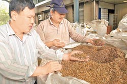 ▲讓高粱酒飄香的酒麴利用小麥製成處理。（中時報系資料照片）