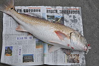 　北竿釣友釣獲一尾重達20斤的超級大紅鼓。（圖／文：陳鵬雄） 